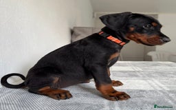Dobermann dogs for sale: European Doberman Puppies - Champion Bloodline - Image 9