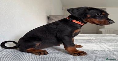 Dobermann dogs - Advert 2