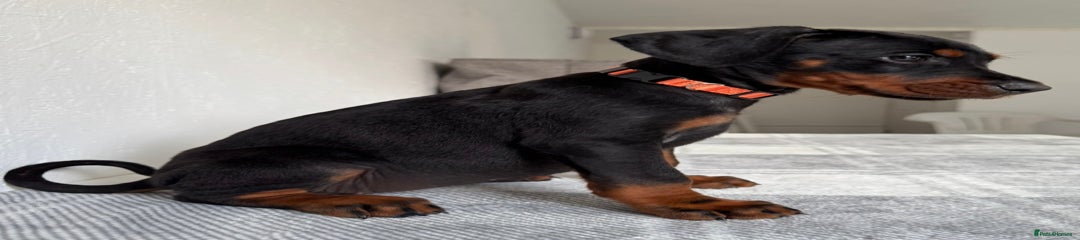 Orange Female - Black & Tan