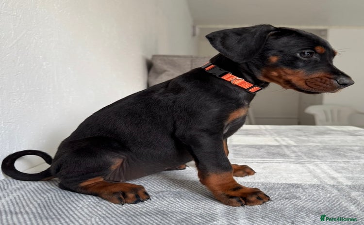 Dobermann dogs - Advert 8