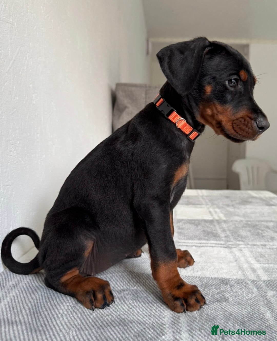 Dobermann dogs for sale: European Doberman Puppies - Champion Bloodline - Image 9