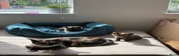 Mixed Breed cats for sale: Beautiful British x Domestic Tortie kittens - Advert 10