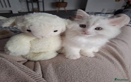 Persian cats for sale: Beautiful Nine week old Turkish Angora Female - Image 1