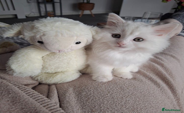 Persian cats - Advert 1