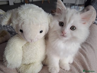 Persian cats - Advert 3