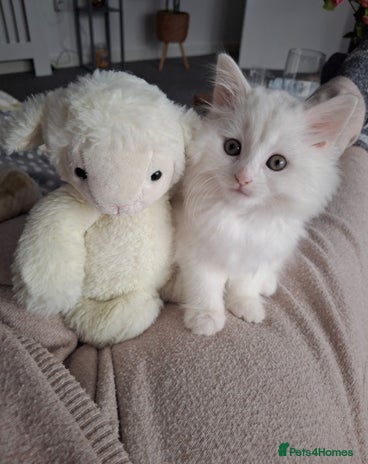 Persian cats - Advert 1