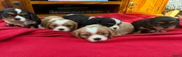 Cavalier King Charles Spaniel dogs for sale: Stunning Cavalier King Charles Puppies in Pencader - Advert 1