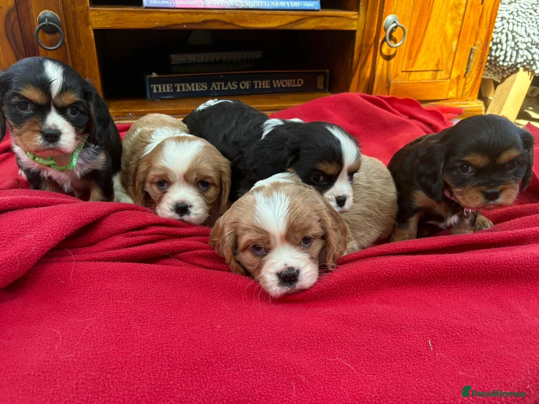 Cavalier King Charles Spaniel dogs for sale: Stunning Cavalier King Charles Puppies in Pencader - Advert 1