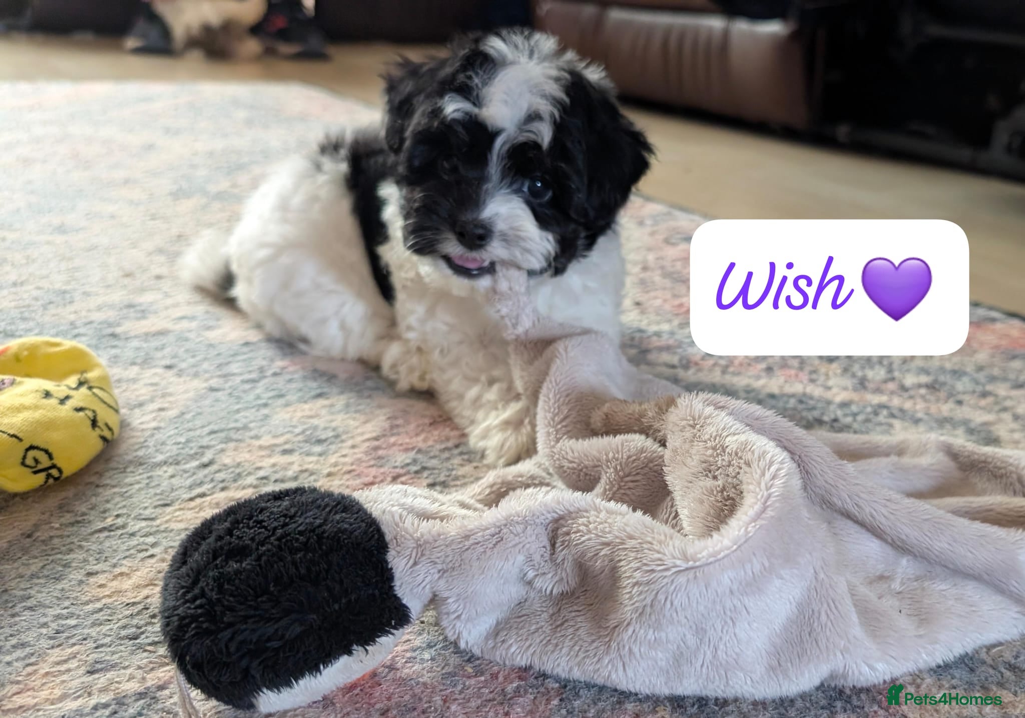 Chipoo dogs Chipoo Puppies only 2  boys left - Advert 1