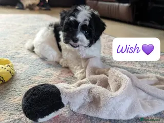 Chipoo dogs Chipoo Puppies only 2 boys left - Advert 1