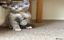 British Shorthair cats for sale: Beautiful kittens - Image 5