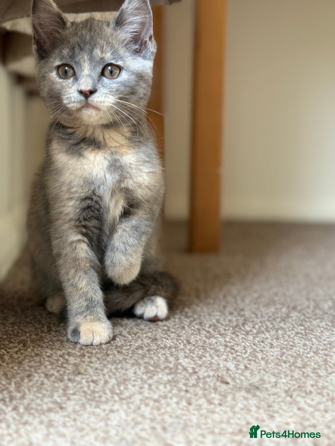 British Shorthair cats for sale: Beautiful kittens - Image 5
