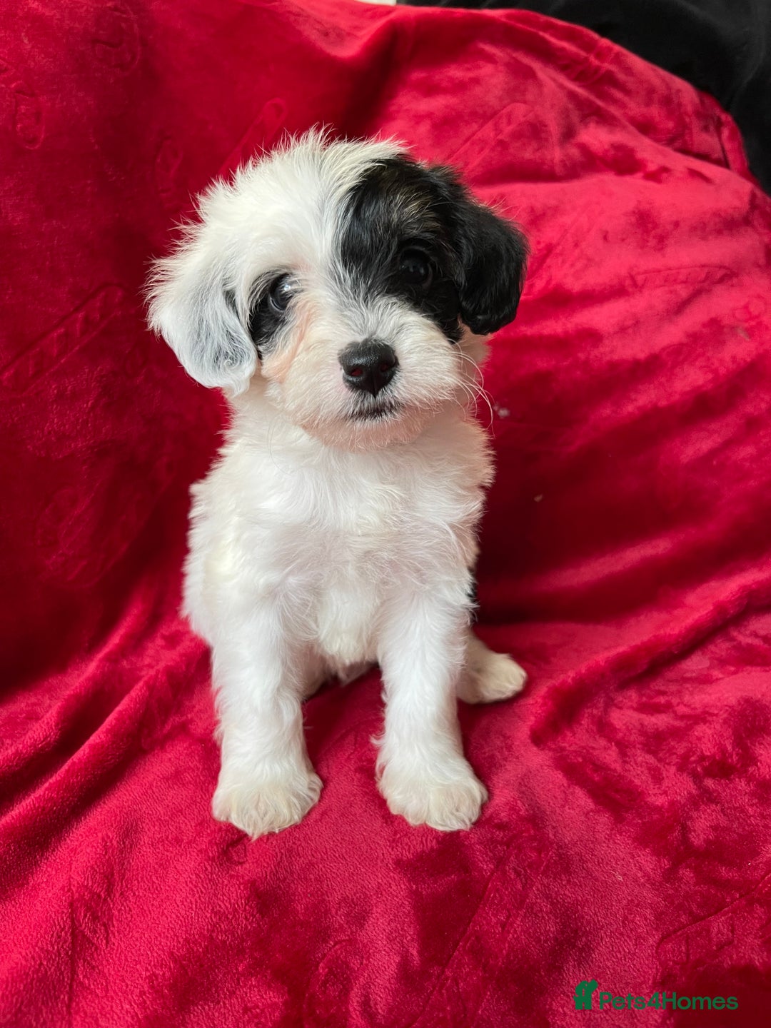 Yorkshire Terrier dogs for sale: Yorkshire terriers - Advert 12