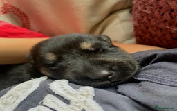 Mixed Breed dogs for sale: Labrador x German Shepard puppies - Image 3