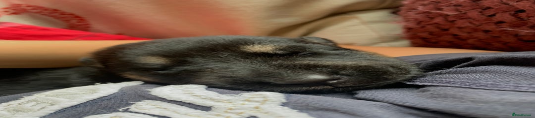 Mixed Breed Puppy 6