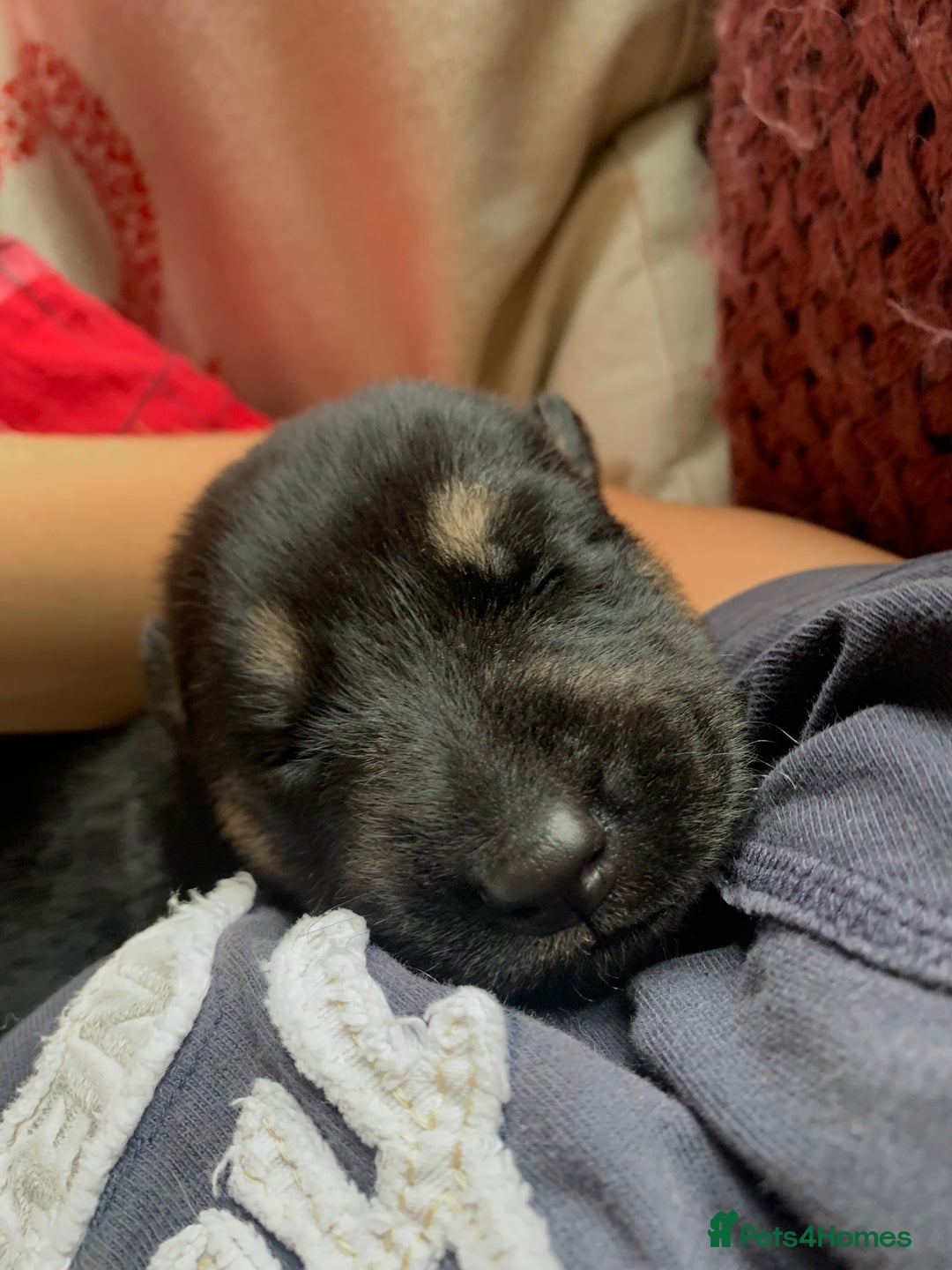 Mixed Breed dogs for sale: Labrador x German Shepard puppies - Image 3