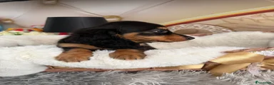 Miniature Dachshund 3