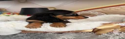 Miniature Dachshund dogs for sale: READY NOW Kc reg boys & girls - Advert 37