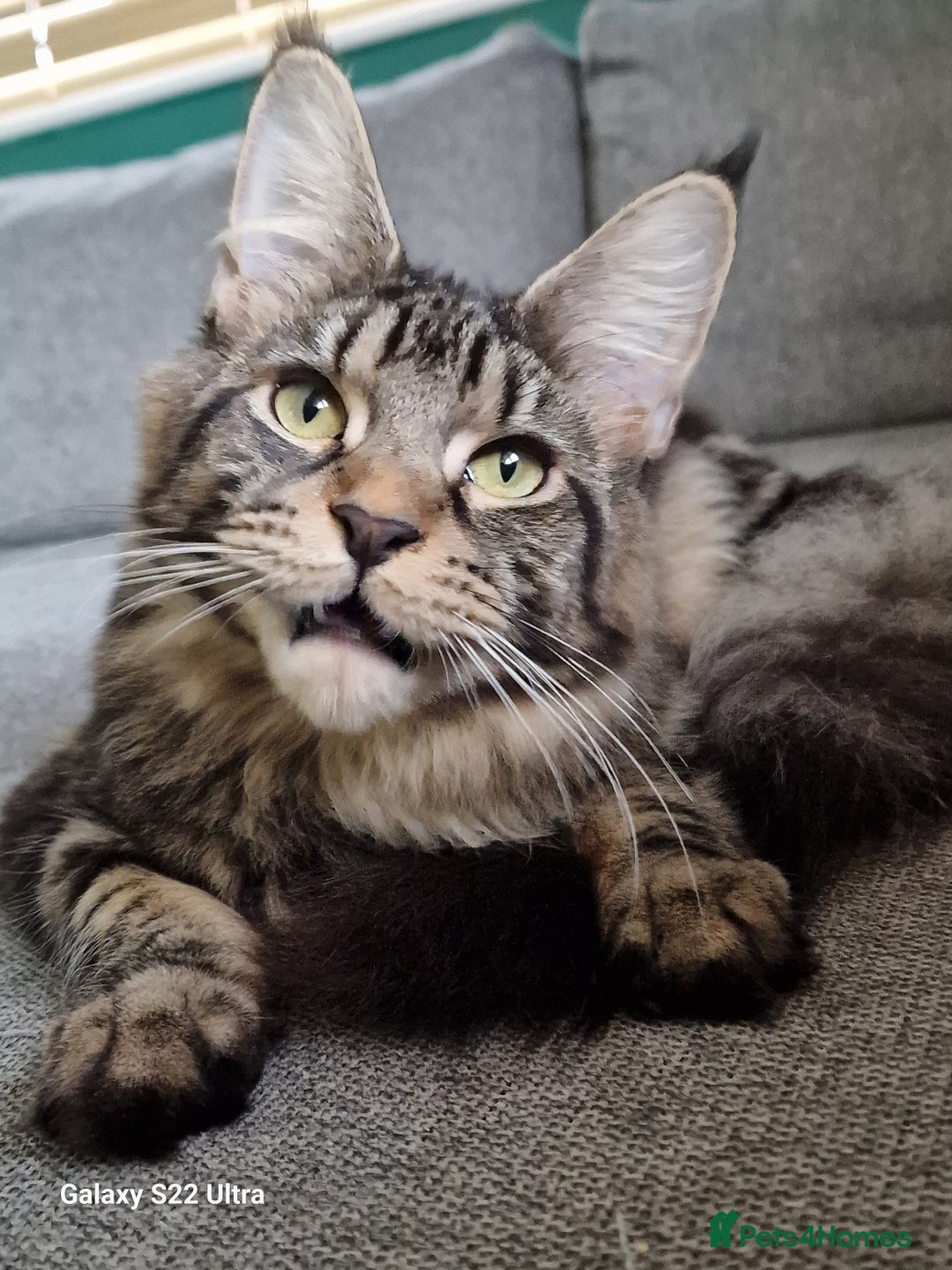 Maine Coon cats for sale: 🍁🍂Good females🏡🎯📣 - Image 9