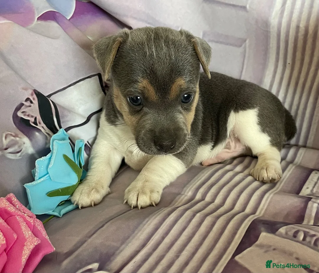 Jack Russell dogs for sale: Miniature Jack Russell puppy - Advert 2