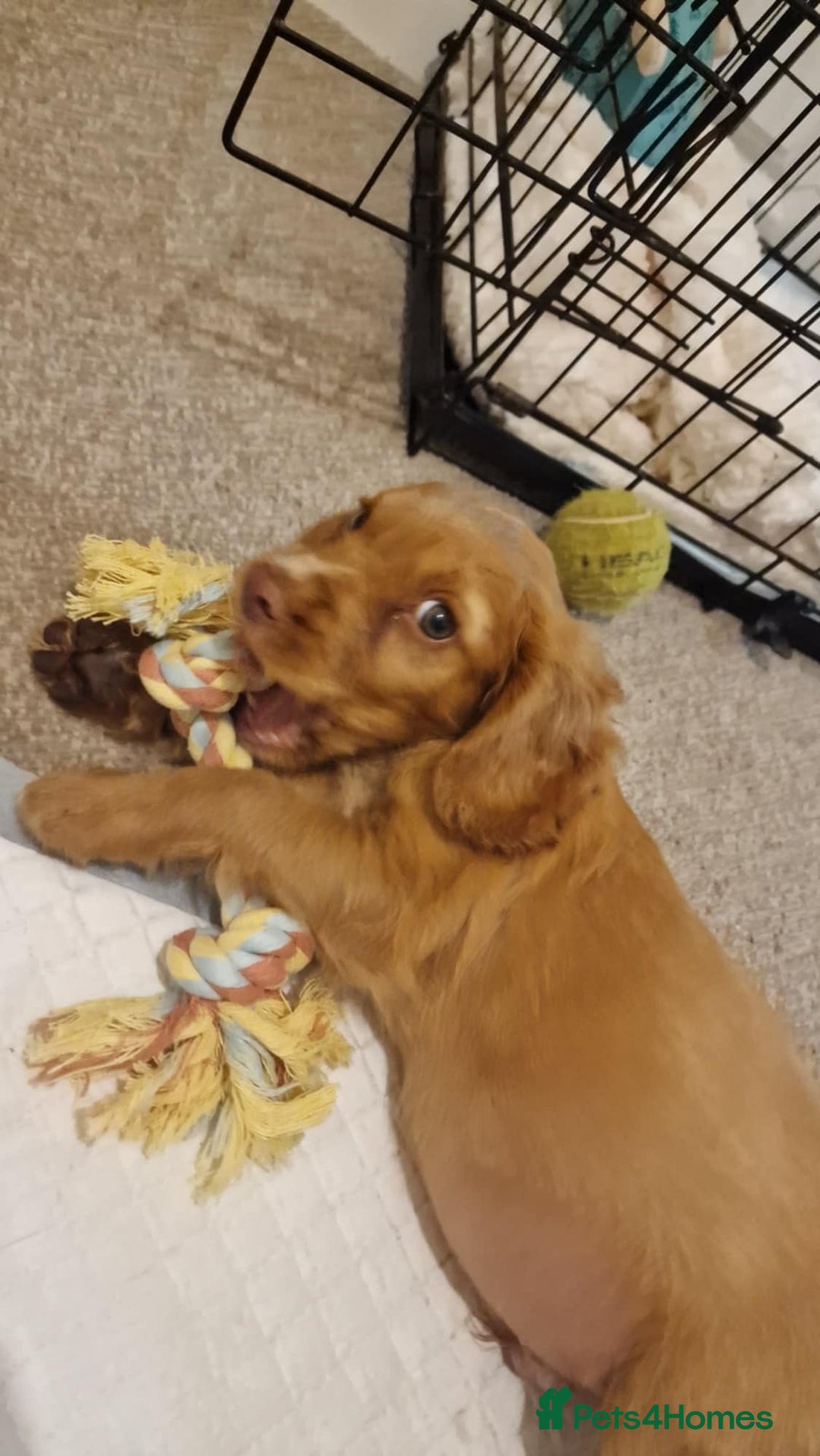 Cocker Spaniel dogs for sale: Working Cocker spaniel  - Image 3