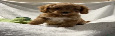 Cavapoo 3