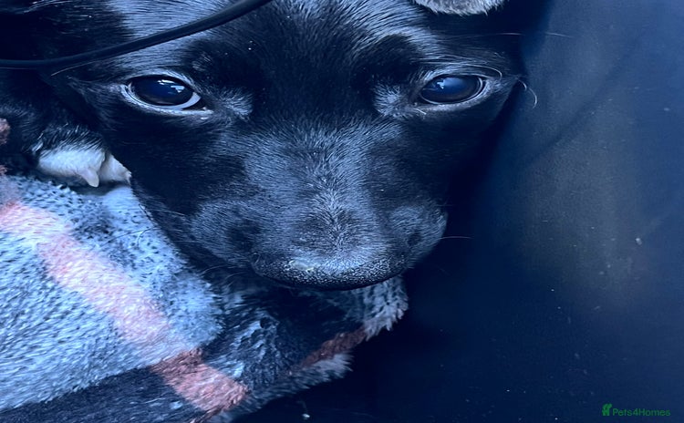 Mexican Hairless dogs - Advert 2