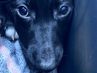 Mexican Hairless dogs - Advert 2