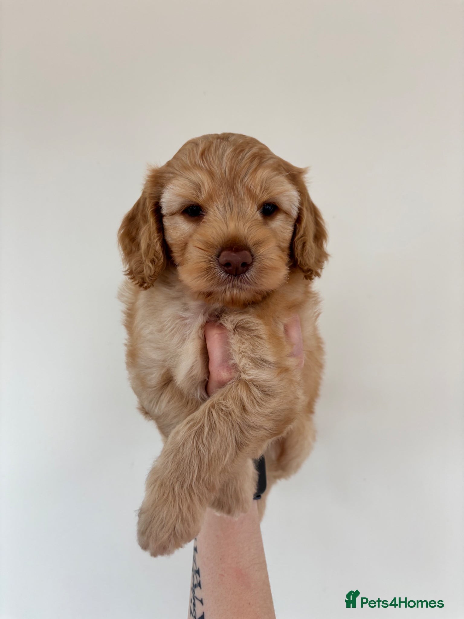 Cockapoo dogs ✨1 LAST BOY AVAILABLE Doncaster 📍 - Advert 17