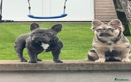 French Bulldog dogs for sale: FLUFFY frenchies puppies  - Image 14