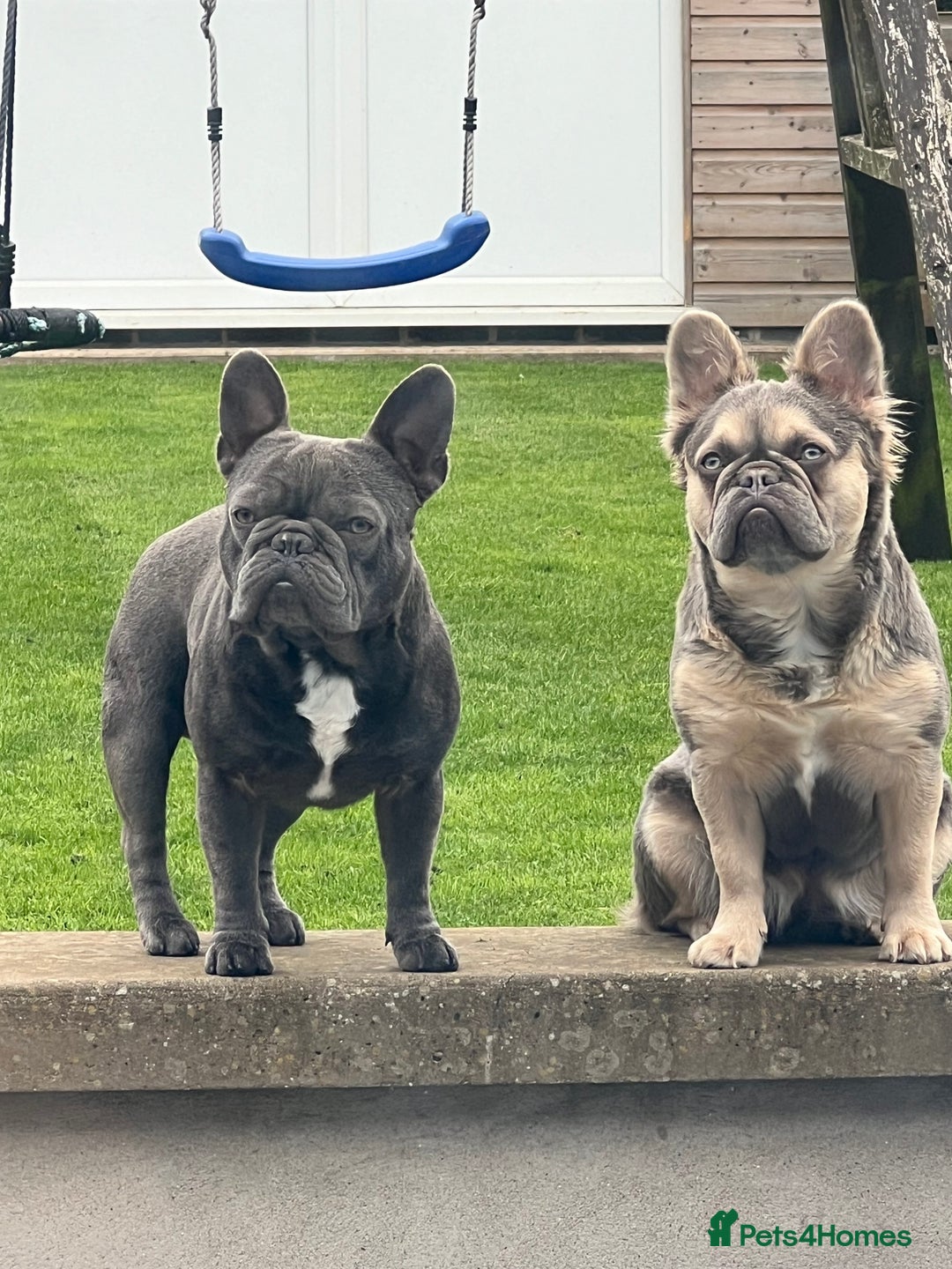 French Bulldog dogs for sale: FLUFFY frenchies puppies  - Image 14