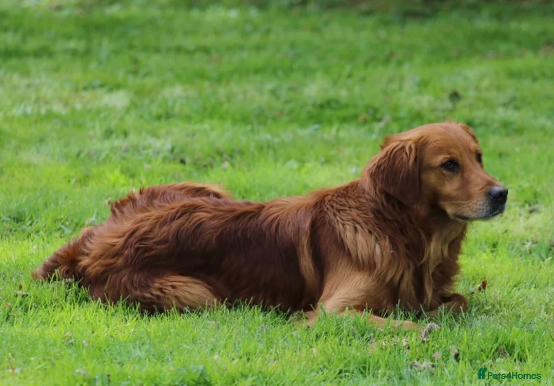 Golden Retriever dogs for stud: BRINSWORTHY DENMAN OF JALK A DOG OF A LIFETIME! in Doncaster - Advert 7