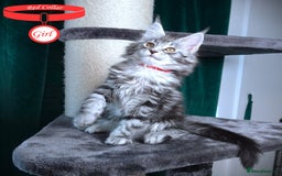 Maine Coon cats for sale: STUNNING XL PEDIGREE MAINE COON KITTENS  - Image 28