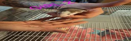 Rat rodents for sale: Male and female baby dumbo rats  - Advert 6
