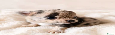 Chihuahua 2