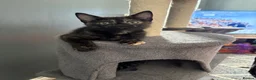 Mixed Breed cats for sale: Tortie kitten  - Advert 2