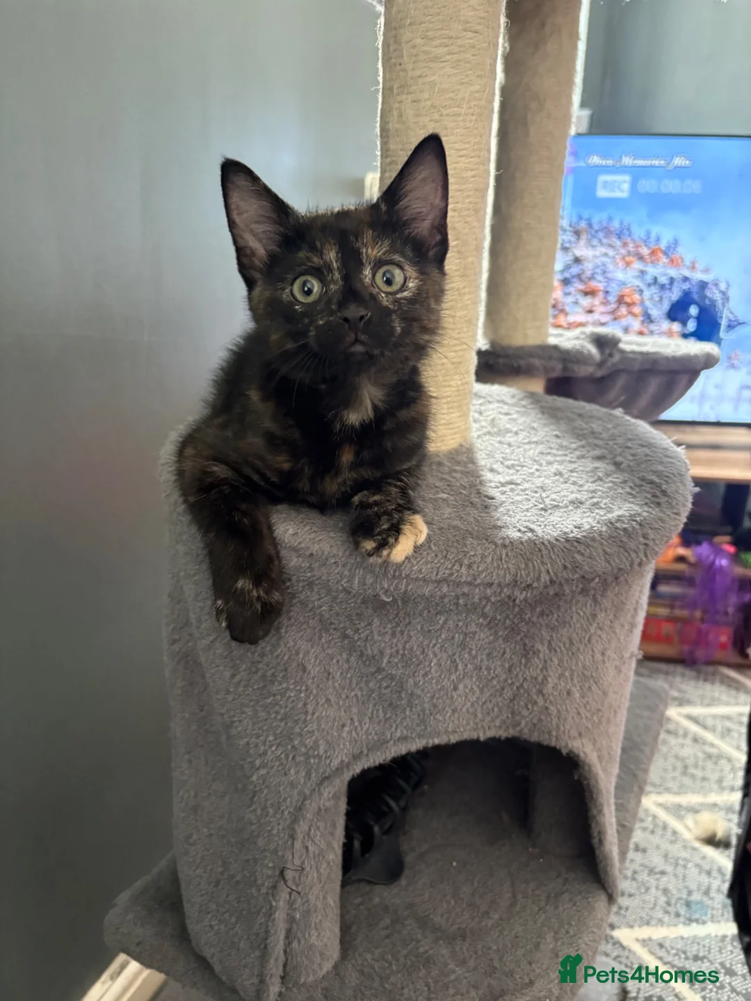 Mixed Breed cats for sale: Tortie kitten  - Advert 2