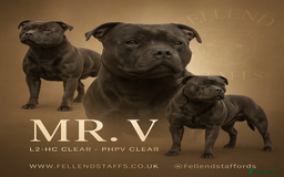 Staffordshire Bull Terrier dogs for stud: Health tested Blue Stafford stud  in Carlisle - Image 1