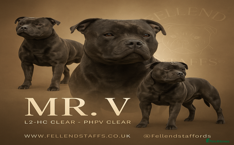 Staffordshire Bull Terrier dogs in Carlisle - Advert 1