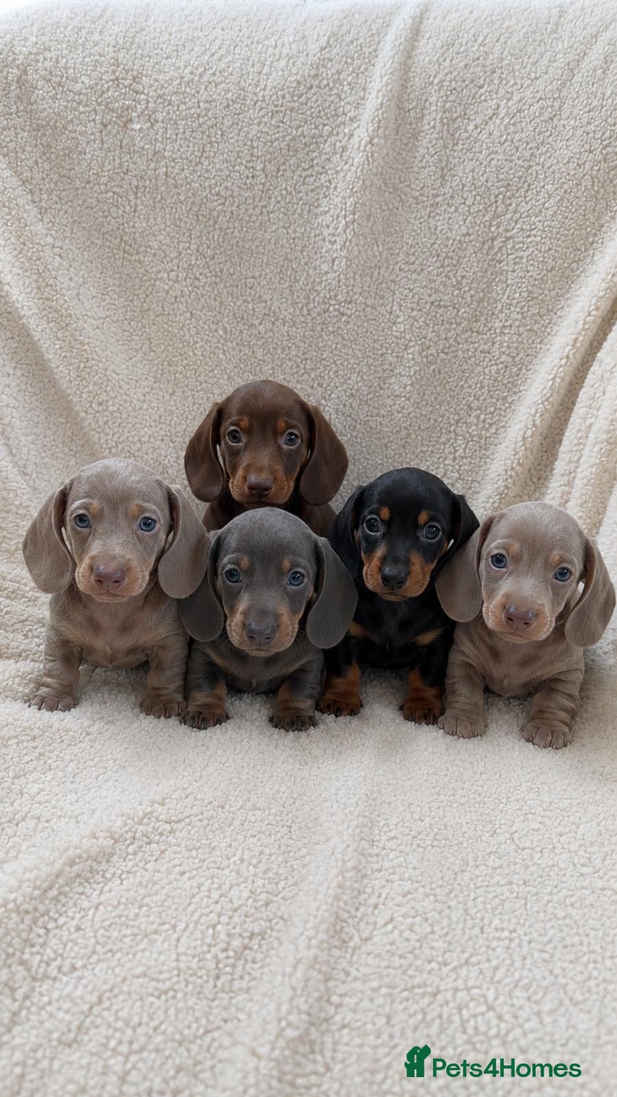 Miniature Dachshund dogs 🐾 Beautiful Mini Dachshund Puppies 🐾 - Advert 6