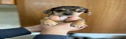 Mixed Breed dogs for sale: Miniature dachshund x Bichon puppies  - Advert 31