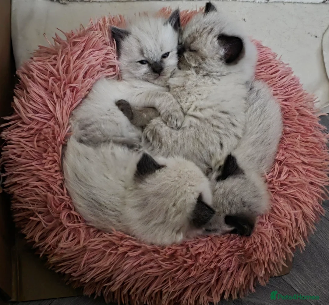 Ragdoll cats for sale: 3 beautiful male ragdoll kittens  - Advert 1