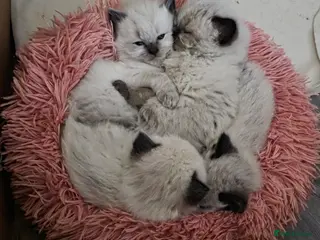 Ragdoll cats 3 beautiful male ragdoll kittens - Advert 1