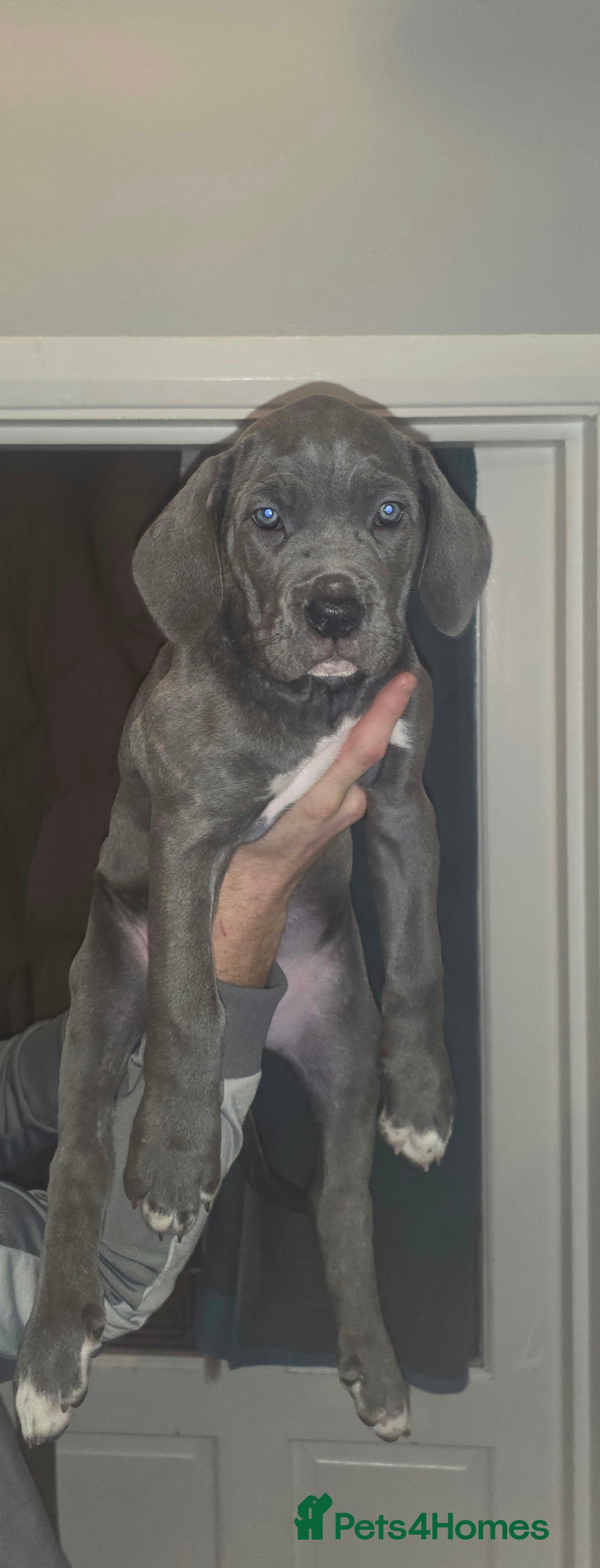 Cane Corso dogs for sale: 1 female left *PRICE REDUCED READY TO LEAVE* - Advert 13