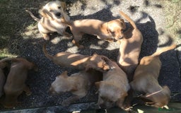 Hungarian Vizsla dogs for sale: VIZSIPOO puppies, Vizsla x Miniature Poodle - Image 4