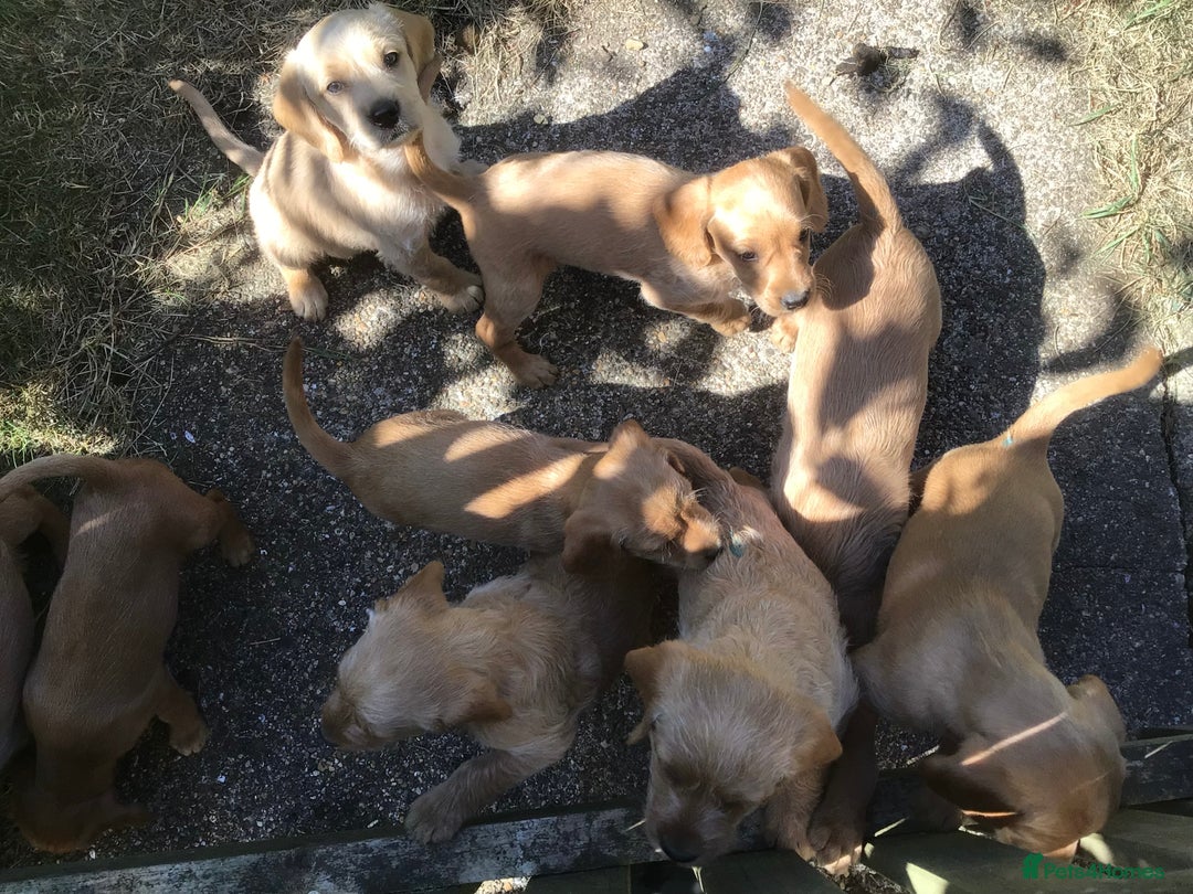 Hungarian Vizsla dogs for sale: VIZSIPOO puppies, Vizsla x Miniature Poodle - Image 4