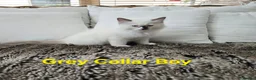 Ragdoll cats for sale: Adorable Ragdoll kittens looking for loving homes! - Advert 17