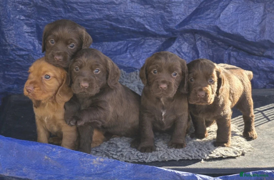 Cocker Spaniel dogs for sale: KC reg Working Chocolate Cocker Spaniel girls in Skipton - Advert 2