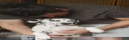 Dalmatian dogs for sale: Beautiful Purebred Black-Spotted Dalmatian Puppies - Advert 7