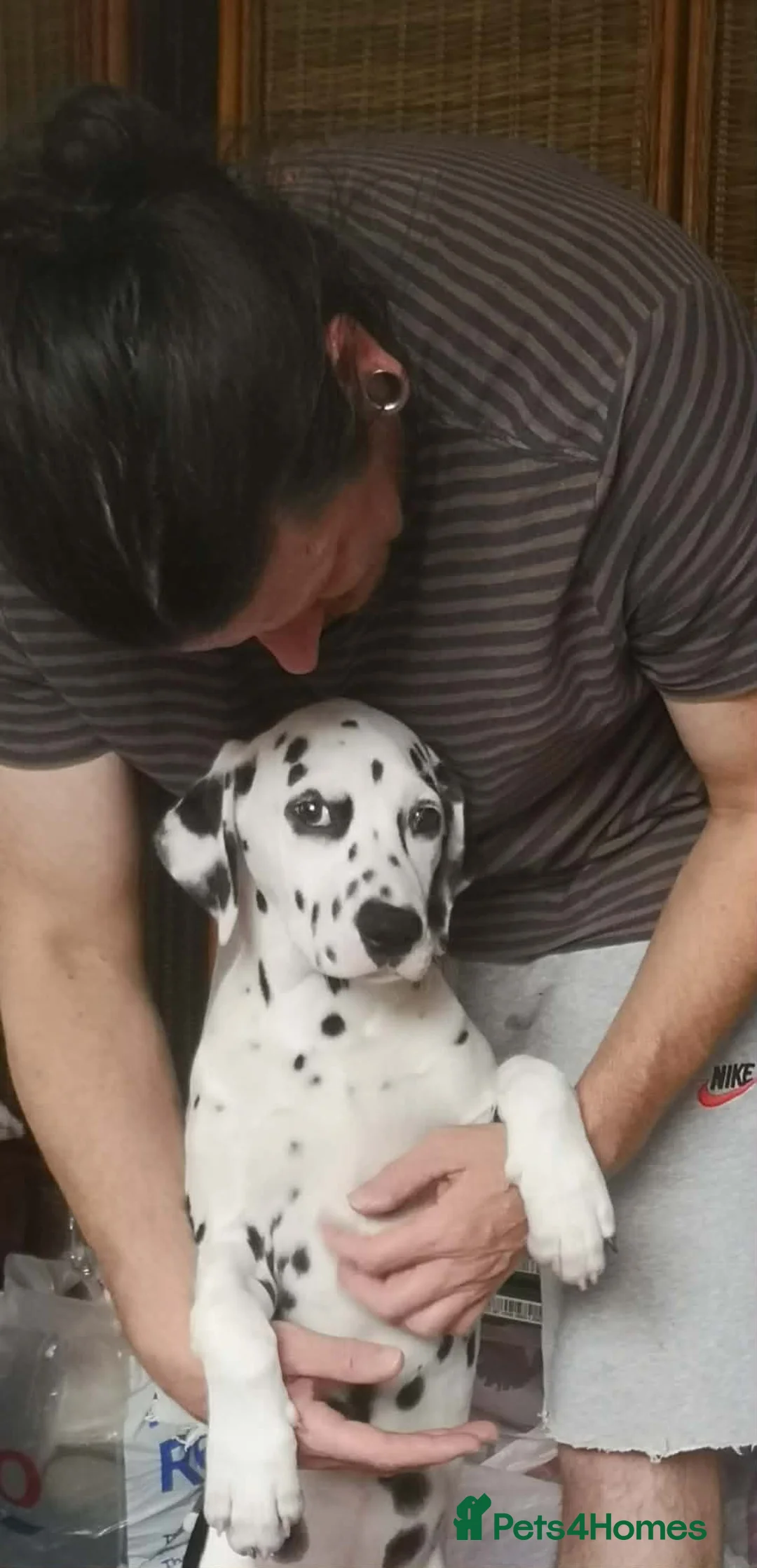 Dalmatian dogs for sale: Beautiful Purebred Black-Spotted Dalmatian Puppies - Advert 7